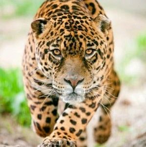 Meet your Posher, Kenneth